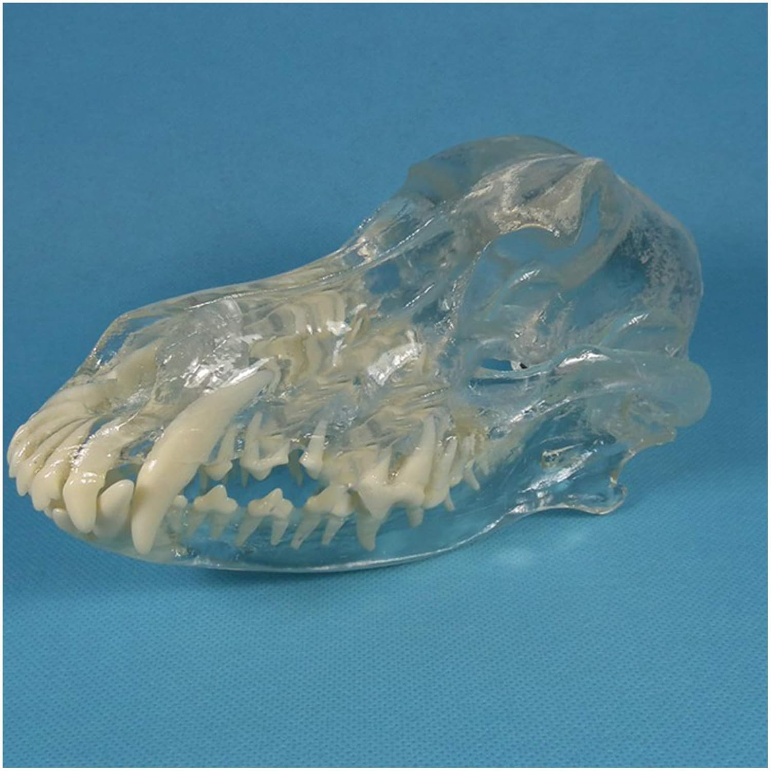 KH66ZKY Dog Canine Skull Head Model Transparent Canine