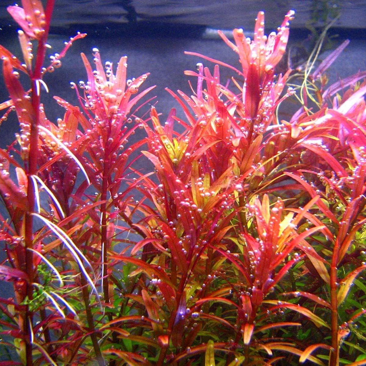 The Best Foreground Plants For Aquarium Fupping