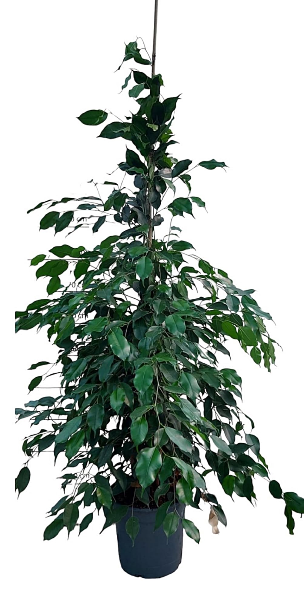 Planta natural Ficus Danielle, Ficus Daniel, 140-150 cm. Planta de interior de hojas verdes brillantes, compacta y fácil de cuidar. Segura Garden.