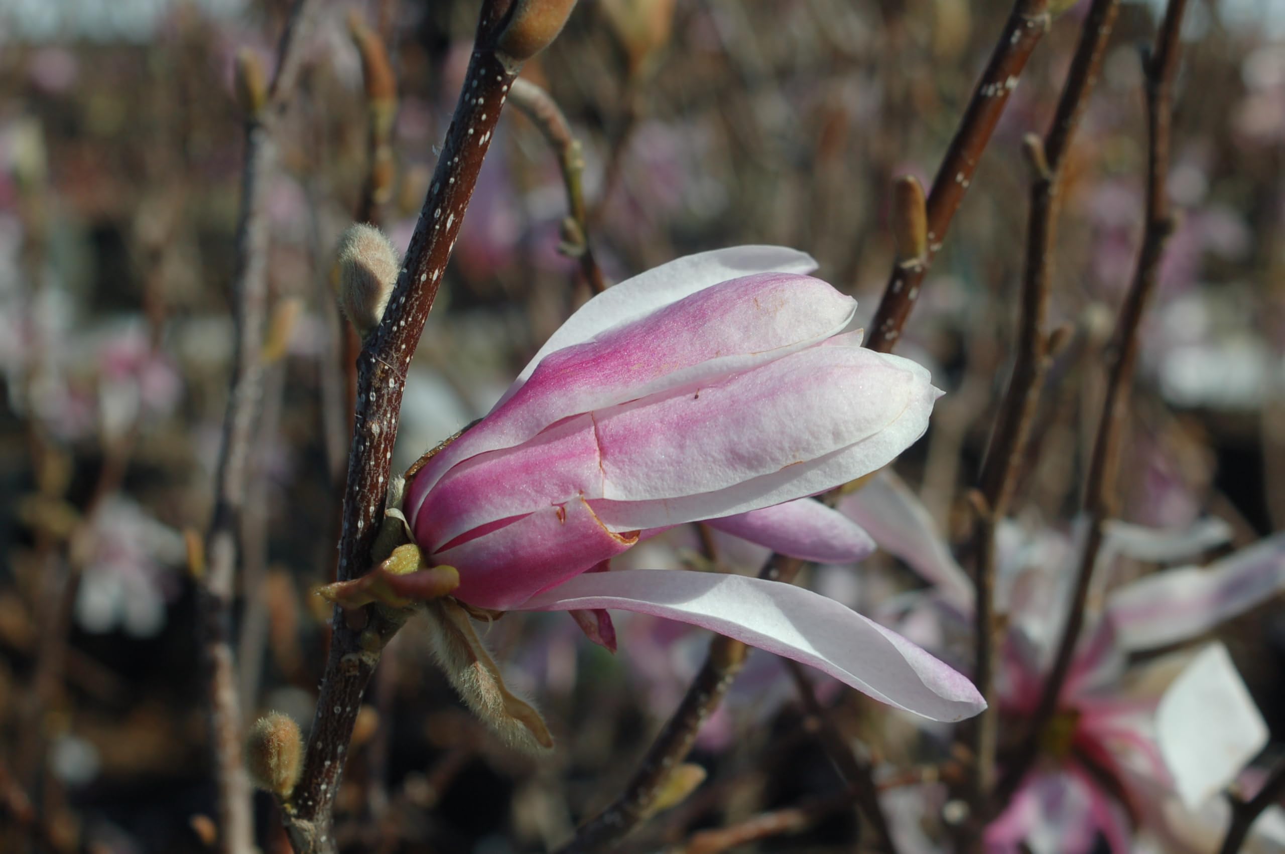 Leonard Messel Magnolia