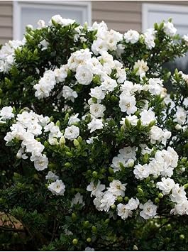 Videolu Efsane Kokulu Hediyelik 1 Adet Gardenya Çiçeği Saksılı 30-45Cm (Gardenia Flower)