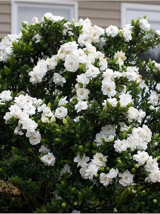 Videolu Efsane Kokulu Hediyelik 1 Adet Gardenya Çiçeği Saksılı 30-45Cm (Gardenia Flower)
