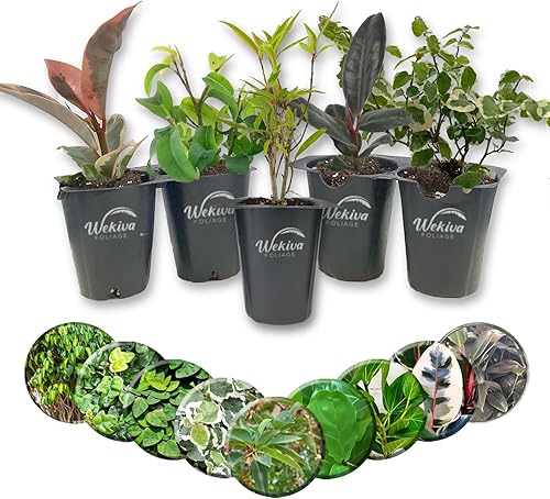 Ficus Tree - Paquete de 5 plantas de inicio en macetas de 2 pulgadas, variedad de variedades, impresionante planta interior de fácil cuidado