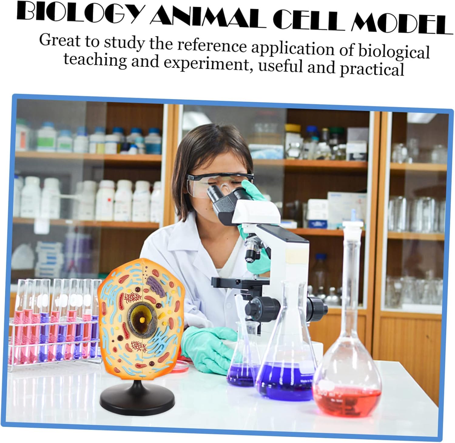 Kisangel Realistic Animal Cell Anatomical Model Biology Teaching Cell Model Abs Material Cell Model Kits