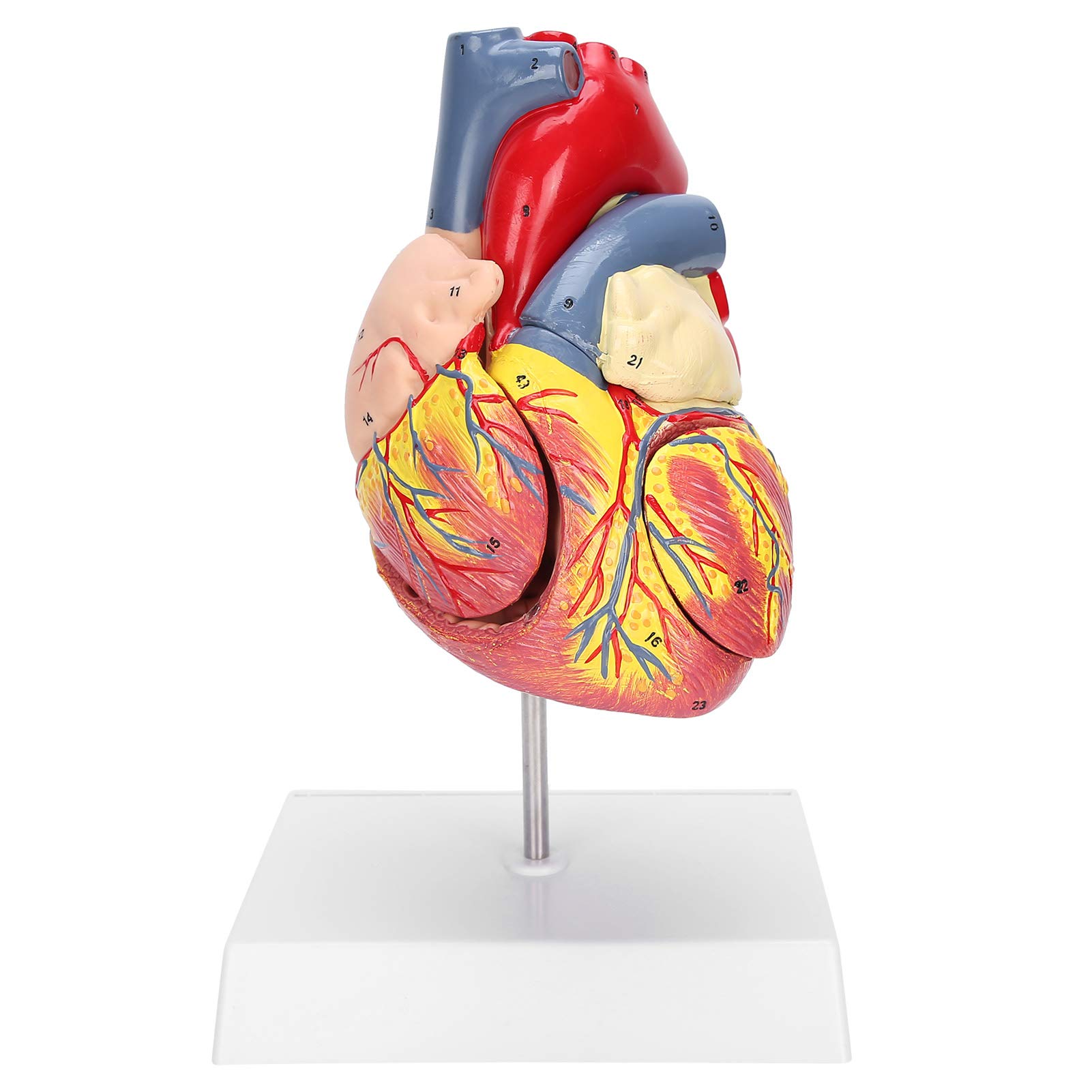 Brrnoo Human Heart Model 48 Anatomical Internal Structures, 2-Part Life Size Anatomically Accurate Numbered Heart Medical Model, 3 x Removable Parts ...