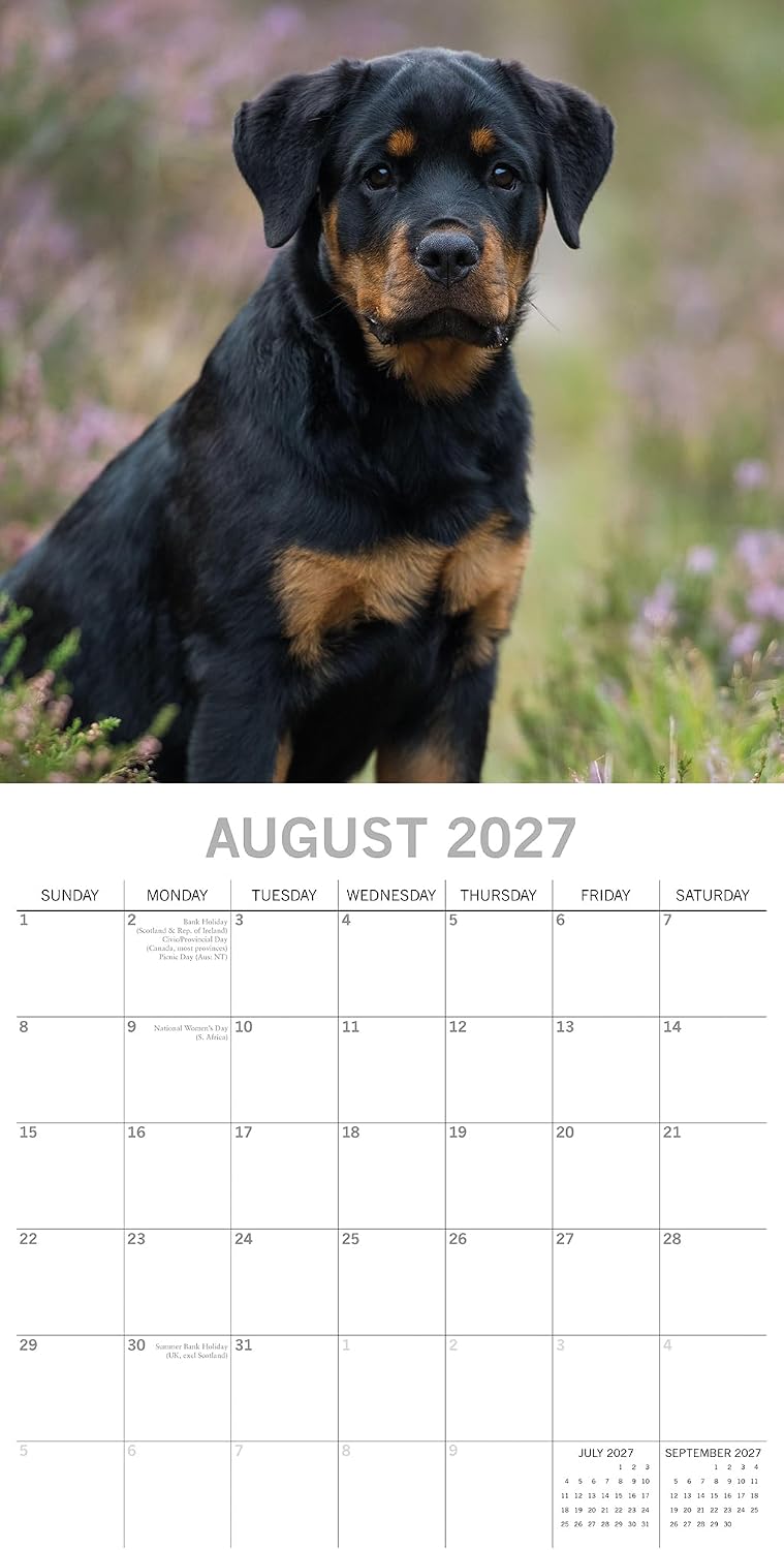 2027 Square Wall Calendar - Rottweiler Puppies 12 x 12 Inch Monthly View, 16-Month, Animals Paws Theme, Includes 324 Reminder Stickers image 3