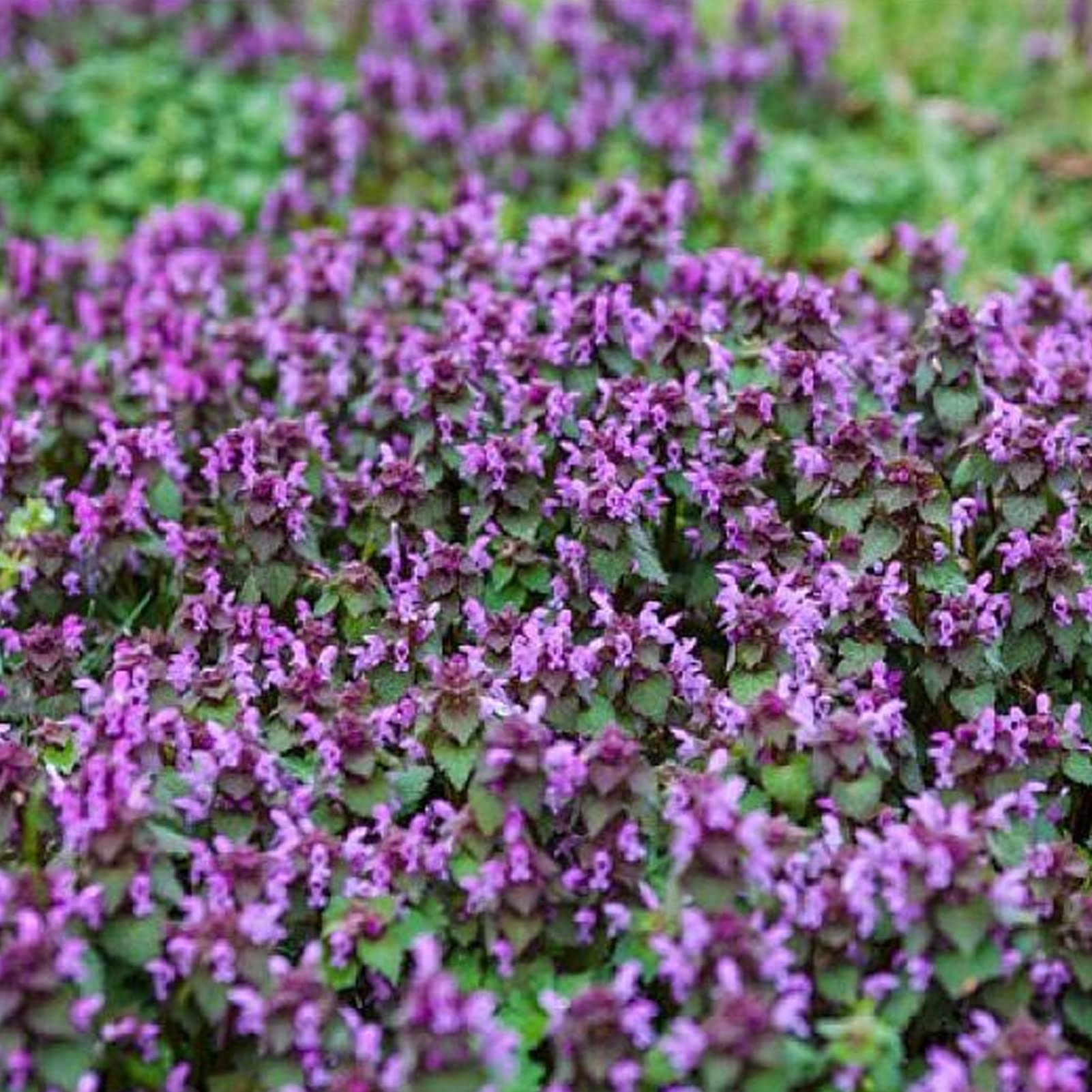 YAYOYO 100Pcs Red Henbit Seeds Pack Dead Nettle Seeds Semi-Evergreen Fresh Purple Purpureum Red Henbit Seeds for Outdoor Seed 1size