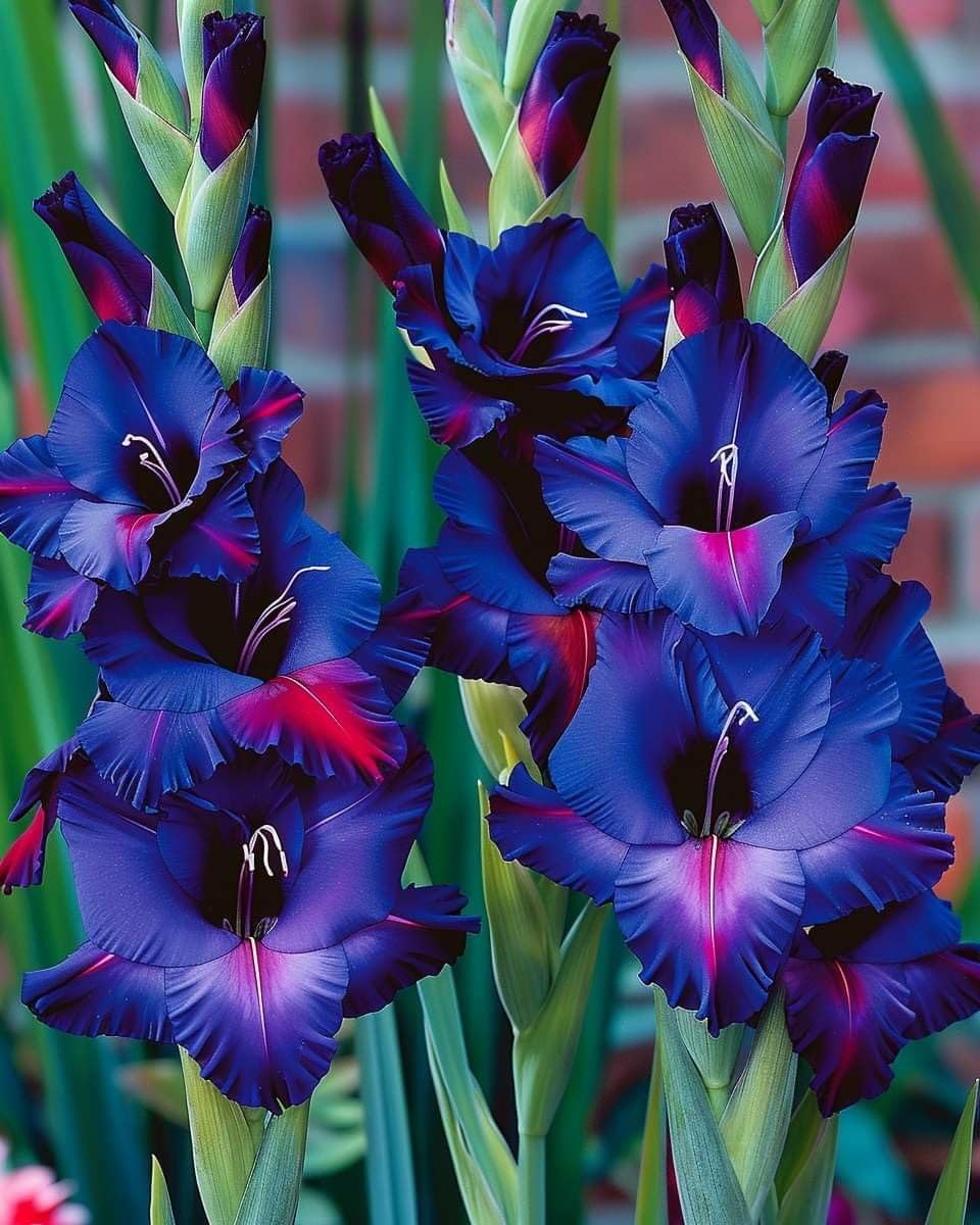 Imported Gladiolus Flower Bulbs for Home Gardening Pack of 5 bulbs (BLUE)-image-46