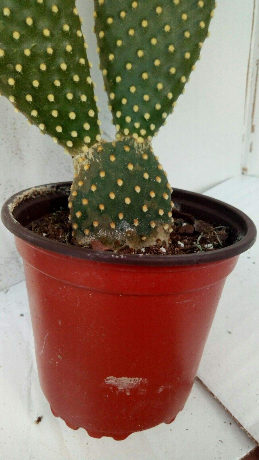 gummibaum senker ziehen Purgrün Gummibaum-Dünger 1 Liter main image 0