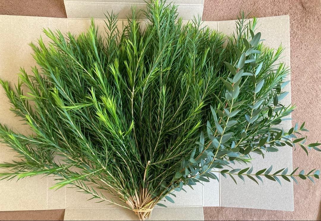 メラレウカ ティーツリー ユーカリパルプラ2本付き フレッシュ