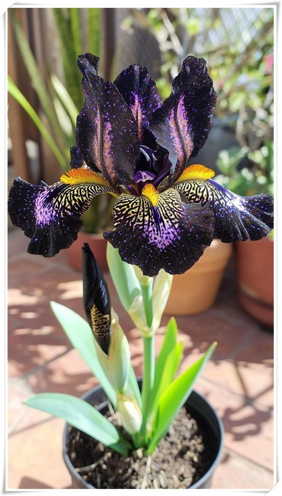 Iris Schwertlilien-kältebeständig-Strukturbildende-langlebige Zierlauchzwiebeln-verträgliche-insektenfreundliche-15 Iris -G