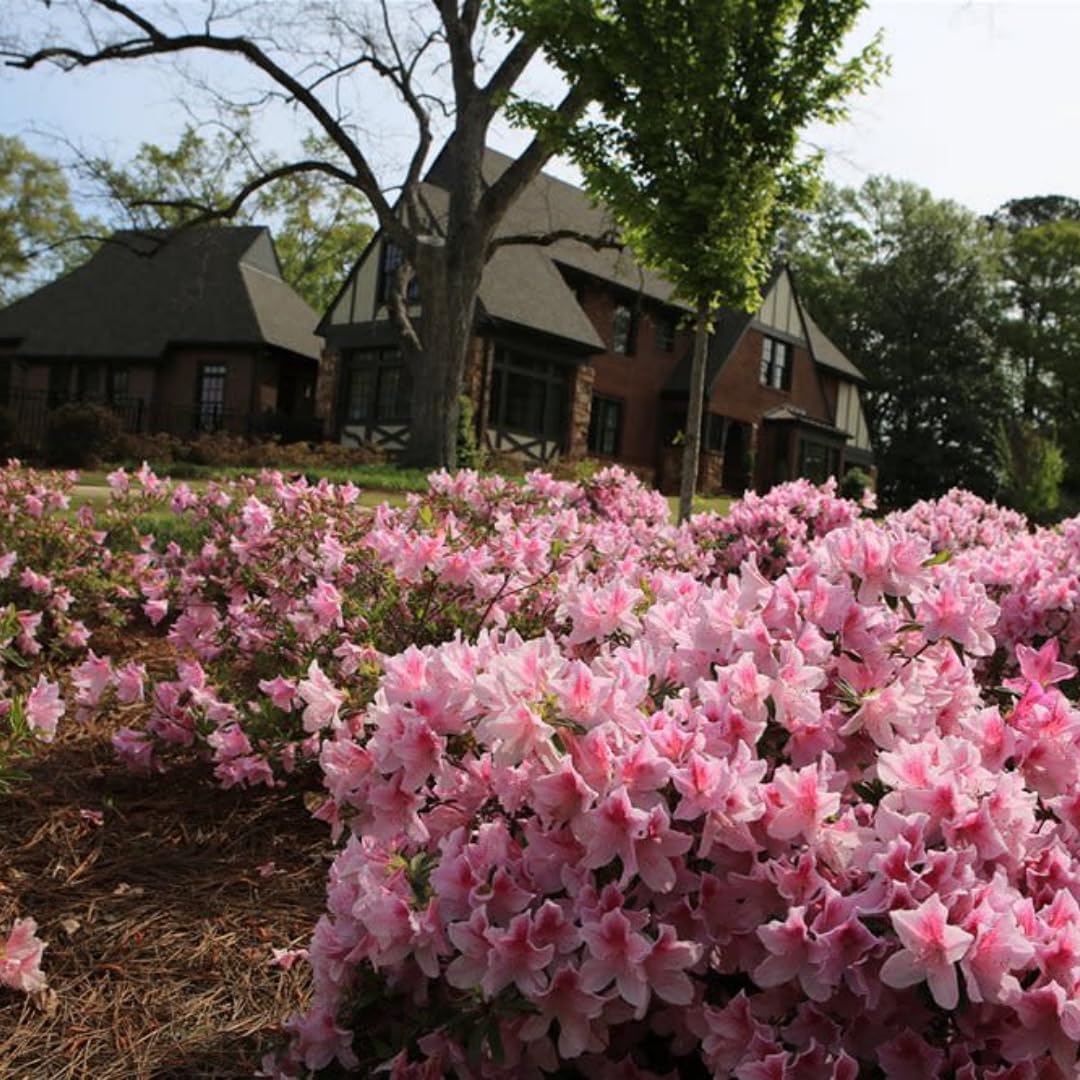 2 Bicolor Red White Azalea Plants Live Tree, Blooming Rhododendron Bushes, 5-10 Inc Tall, No Pot, for Indoor Outdoor Planting, Dogwood Azalea