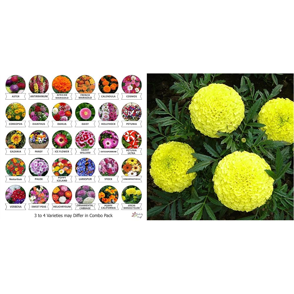 Kraft Seeds Flower Seeds, Heirloom Seed and Beautiful Bloom (Pack of 30