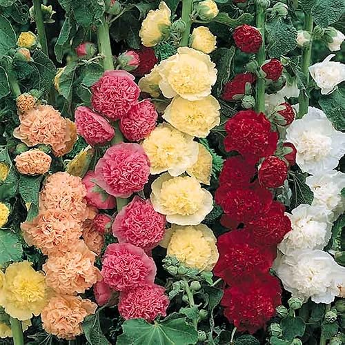 Miniatura 7 de Outsidepride Alcea Rosea Hollyhock - Mezcla de plantas trepadoras de flores de jardín doble - 100 semillas