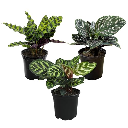 Pet Safe Live Prayer Plant Calathea Collection (3PK) in 4 Inch Pots