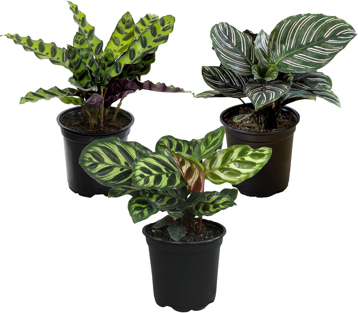 Pet Safe Live Prayer Plant Calathea Collection (3PK) in 4 Inch Pots, Pet Friendly Houseplants, Rattlesnake Plant, Orbifolia, Non-Toxic Houseplant Mix