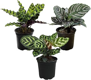 Pet Safe Live Prayer Plant Calathea Collection (3PK) in 4 Inch Pots, Pet...