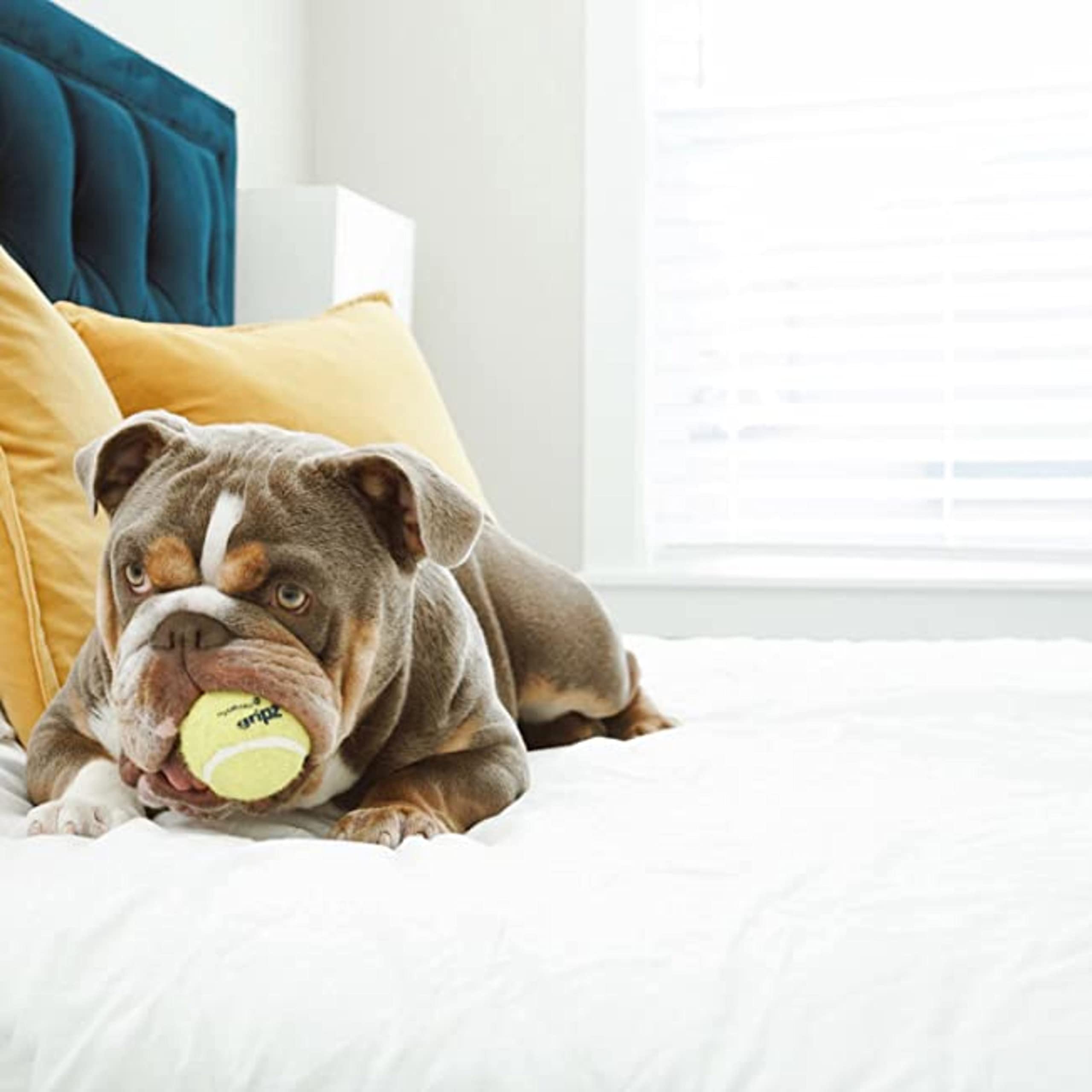 Nylabone Power Play - Pelota de tenis para perro, 3 unidades, tamaño mediano, 6,3 cm