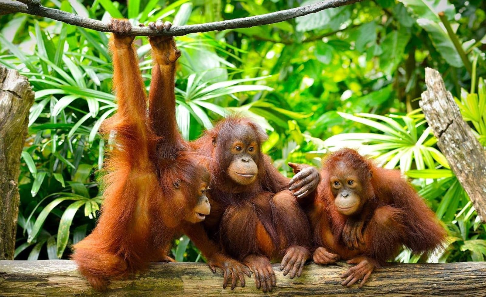 Kfjhgbdshhj 3D Mural Photo Mural-Wallpaper Monkeys - For Living Room Bedroom - 3D Effect - Animals,300Cmx210cm Poster - Wall Sticker - Frameless Picture