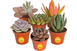 Costa Farms Live Mini Succulent Plants (6 Pack)