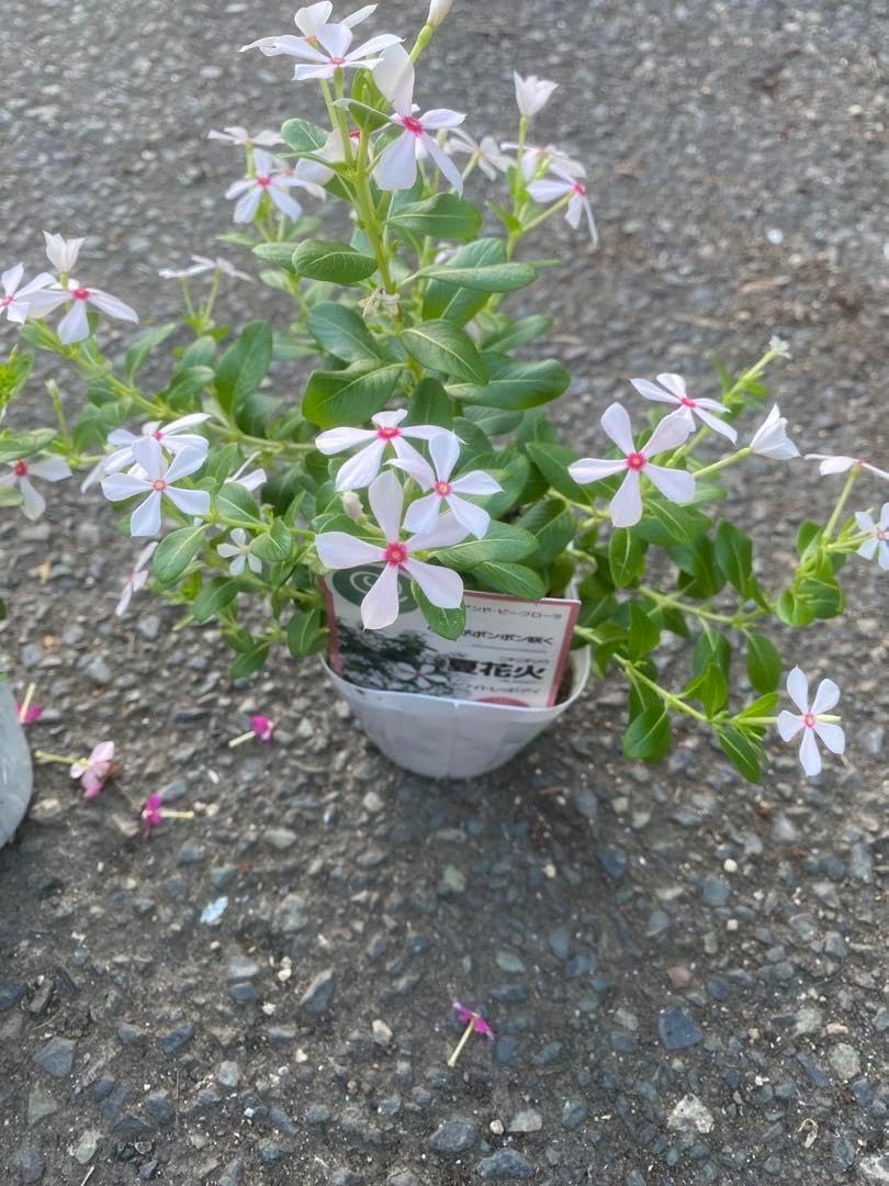 日々草 夏花火 3ポット