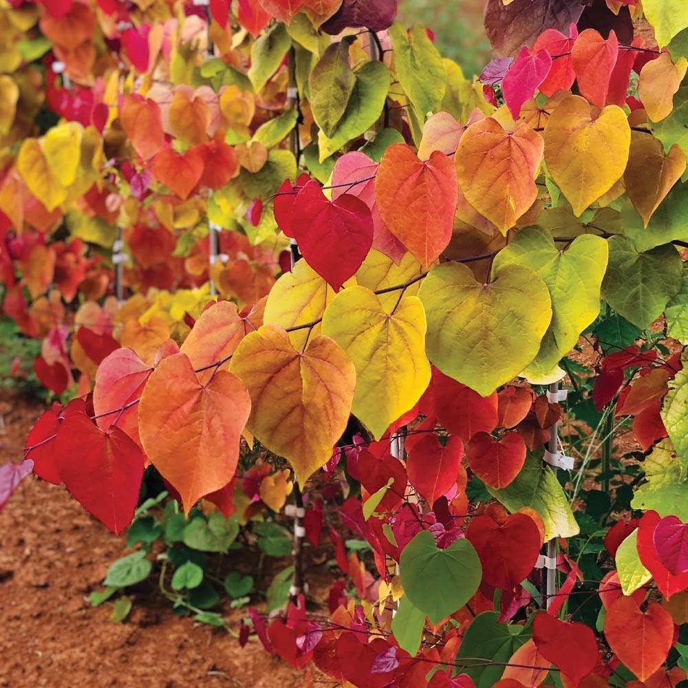 Brighter Blooms - Bloomables® Flame Thrower® Redbud Tree, 3-4 ft. - No Shipping to AK, AZ, HI, OR