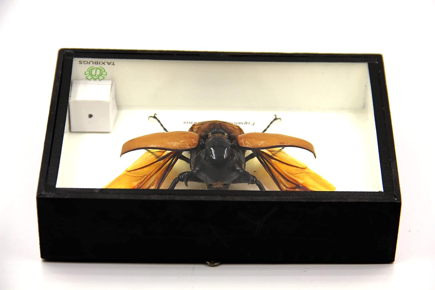 Real 5 Horned Beetle/Eupatorus Gracilicornis Flying Form Taxidermy in Transparent Box Display (Black Wooden Box)