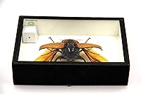 Vista 5 de Escarabajo de 5 cuernos real/Eupatorus Gracilicornis forma voladora taxidermia en caja transparente (caja de madera negra)