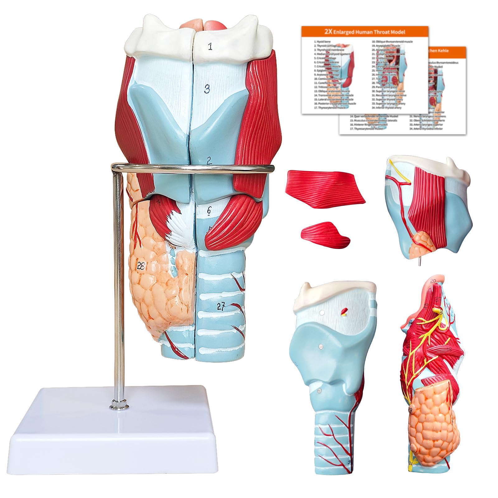 Menschlichen kehlkopf Anatomie 3d Modell, 2x Kehle Modell Zerlegbar 5 Teilig mit Anatomischen Markierungen & PVC Basis für Medizinische Physiologie Studie Lehr (Kehlkopf Modell)