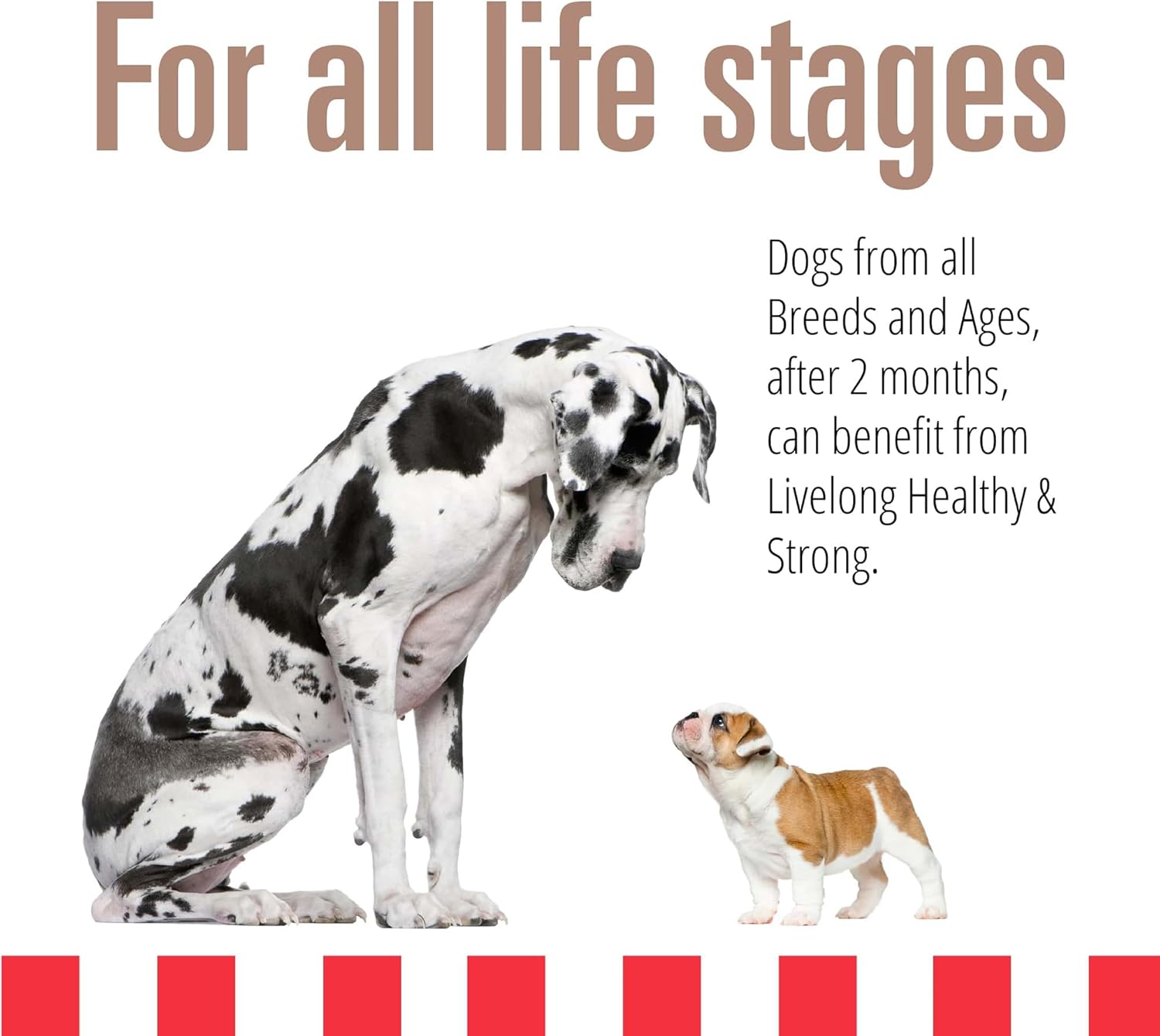 Livelong Healthy & Strong: 12 Pack: Pork & Sweet Potato Recipe - 12.5oz Cans, Wet Dog Food, High Protein, All Natural, No Preservatives, USA Made