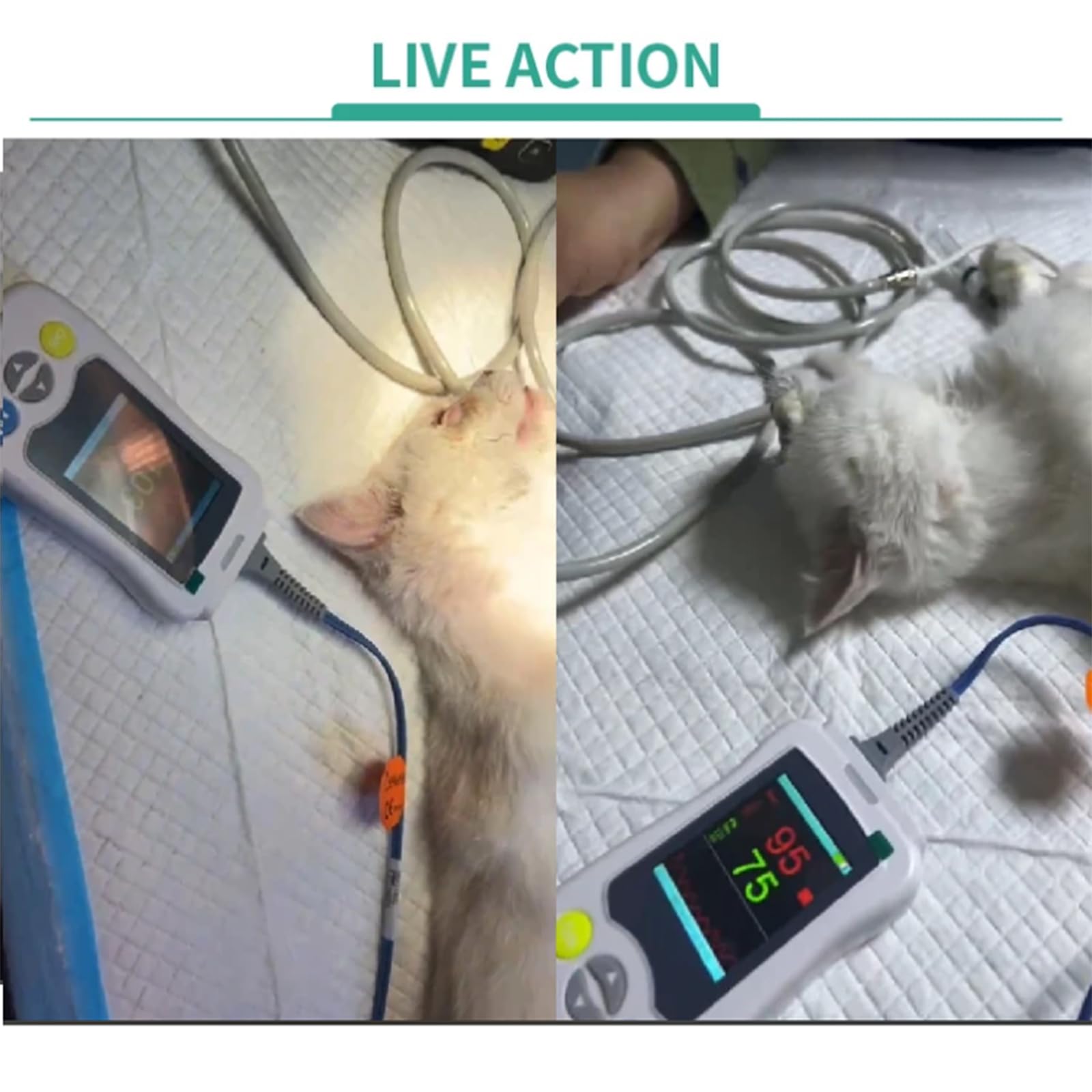 Oxímetro De Pulso Veterinario - Pantalla De 2,4 Pulgadas,Mide Spo2,Frecuencia CardíAca Y Monitoreo De Temperatura Pulso Para Uso Veterinario,Sensor De Spo2 De OíDo/Lengua,Para Gatos,Perros