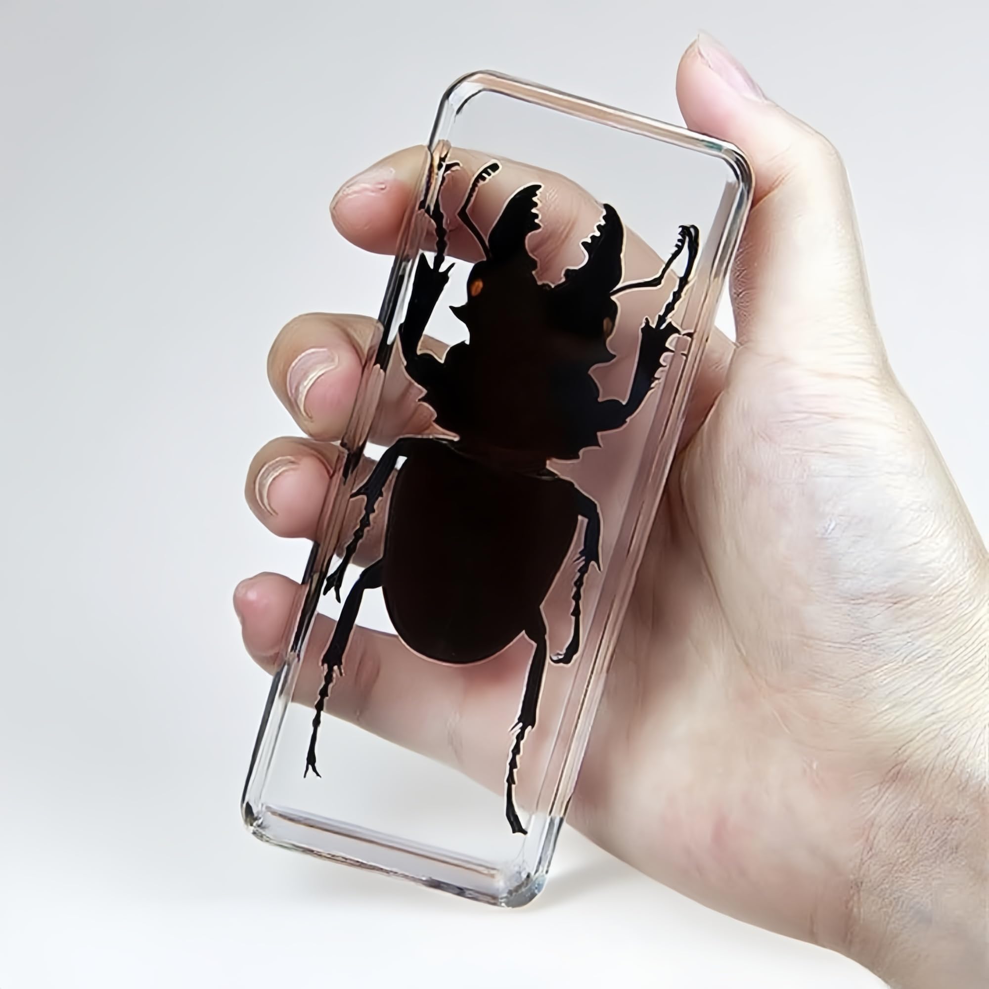 Véritable Lucane cerf-volant en résine transparente – Spécimen d'insecte préservé pour exposition, collection pédagogique ou décoration de presse-papiers