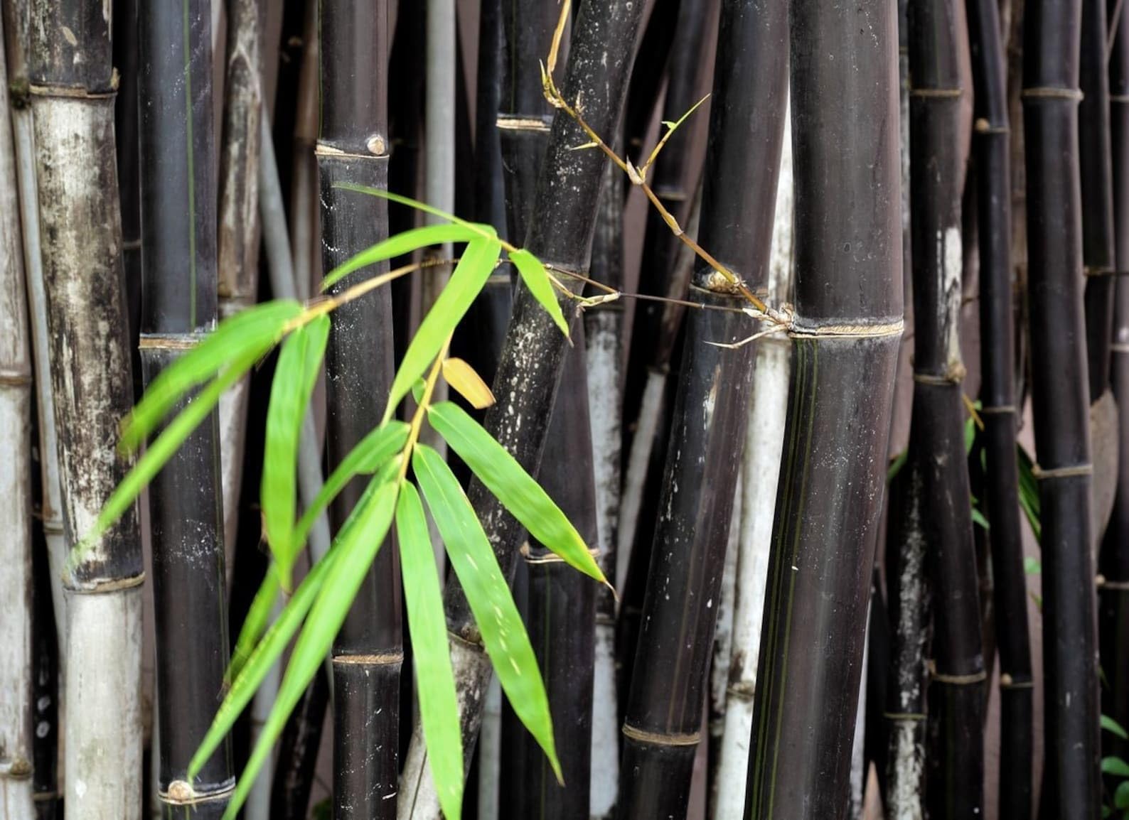Mphmi NCR Live Plants Phyllostachys Nigra, Black Bamboo - Plant (B0CDQ8ZLK5) Amazon Price History, Amazon Price Tracker