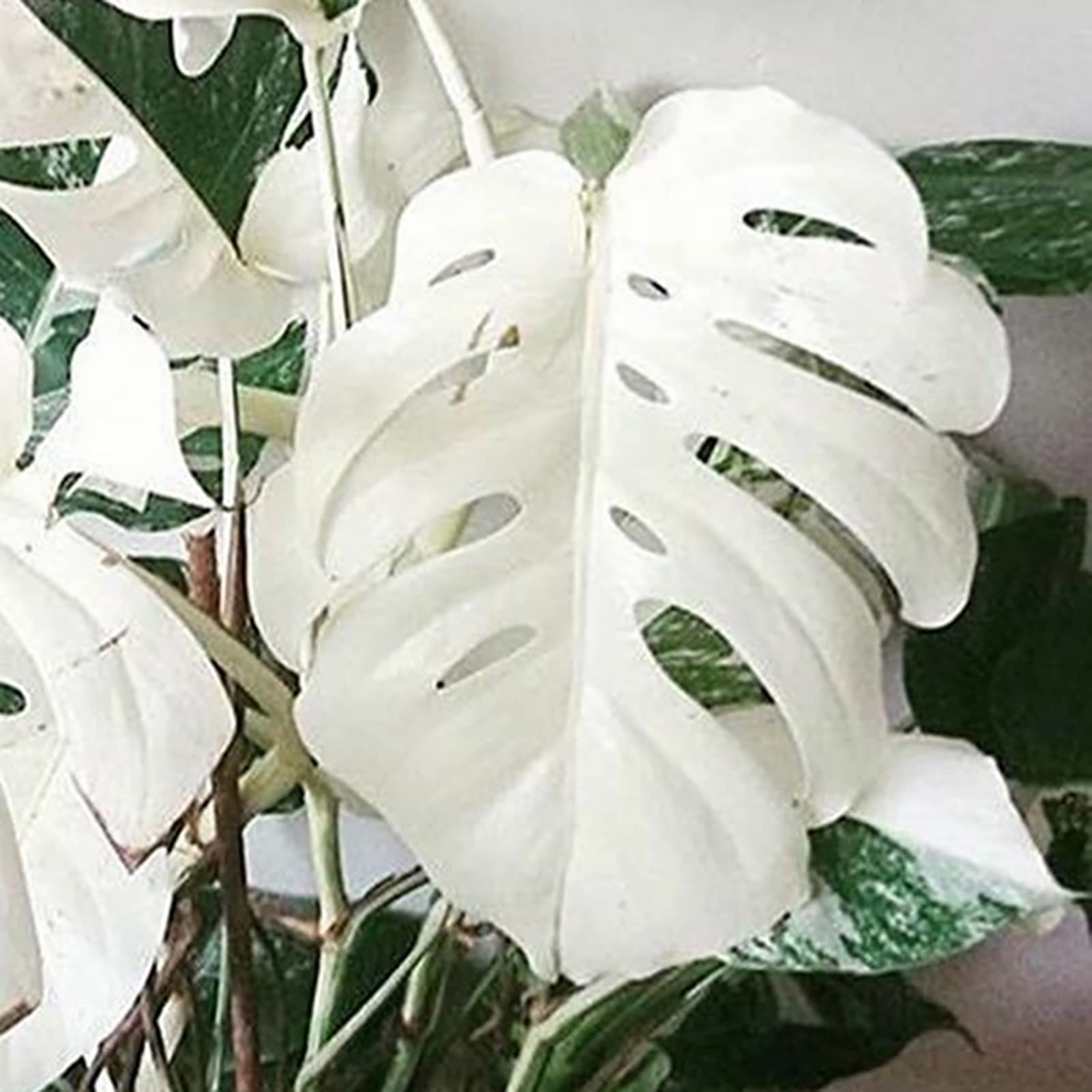 Saterkali Balanopsis Lanceolata-Samen, 100 Stck/Beutel Balanopsis  Lanceolata-Samen, starke berlebensfhigkeit, immergrn, wei, schne  mehrjhrige Monstera-Samen fr den Haushalt Monstera-S : Amazon.de: Garten
