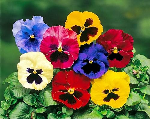 Miniatura 3 de Viola Tricolor Seed Mix Viola Tricolor Wild Pansy Sweet Violets Johnny-Jump-Up Garden Pansy Jacea Tricolor 40+ Semillas para plantar flores