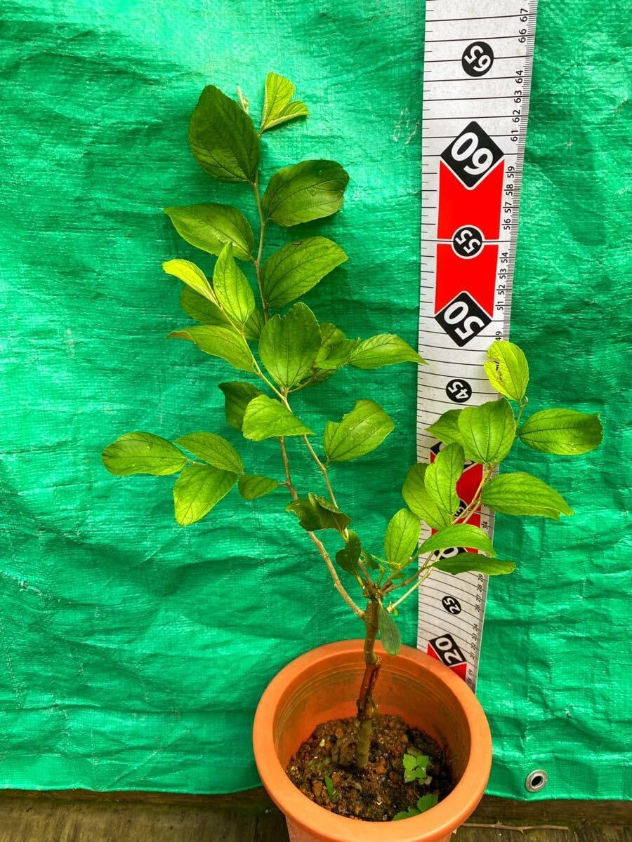 オリーブの木 ピクアル 古木 植物 盆栽 インテリア 古木オリーブ(盆栽 オリーブの木 ピクアル 古木 植物 盆栽 インテリア 古木オリーブ(盆栽