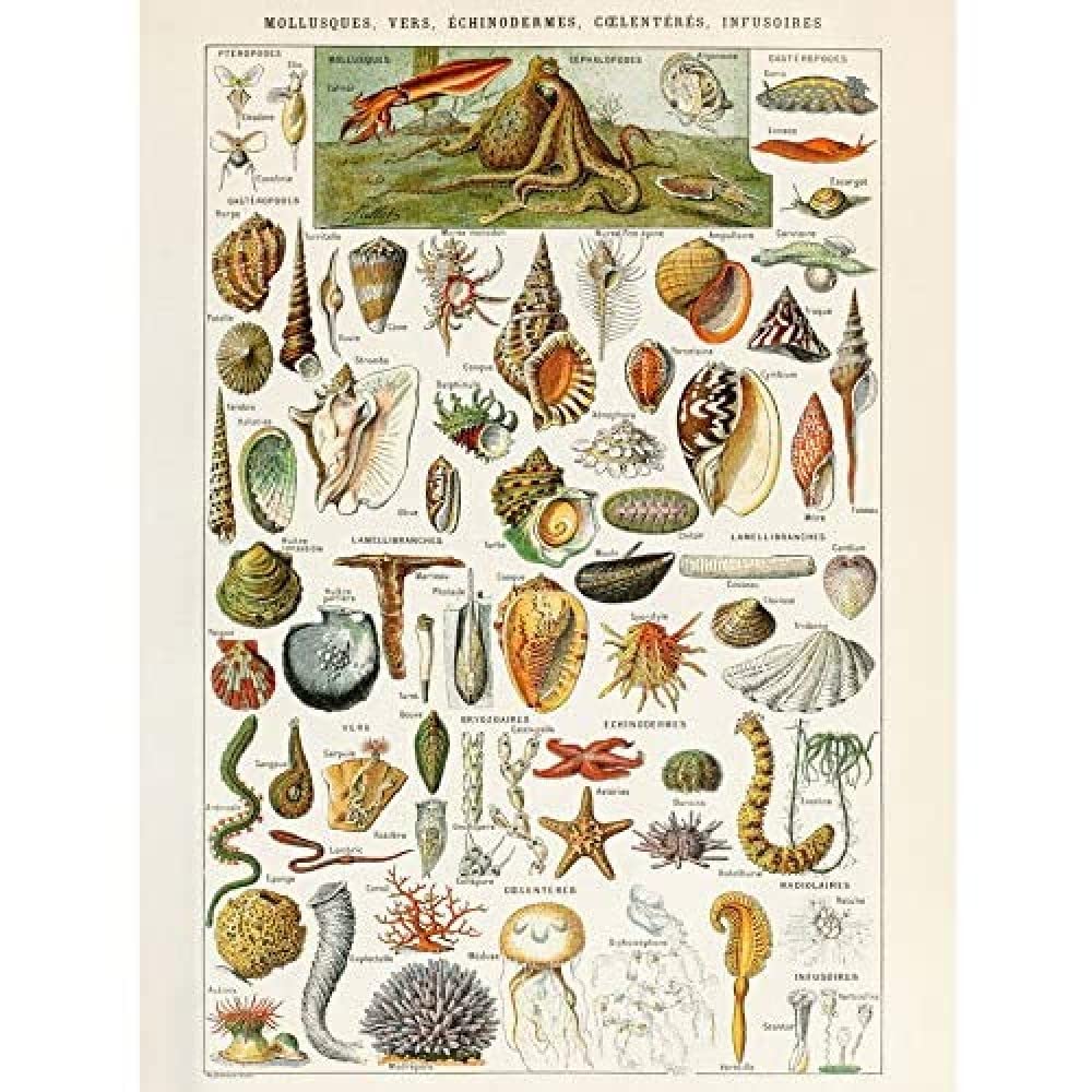 Artery8 Millot Encyclopedia Page Shells Molluscs Unframed Wall Art Print Poster Home Decor Premium