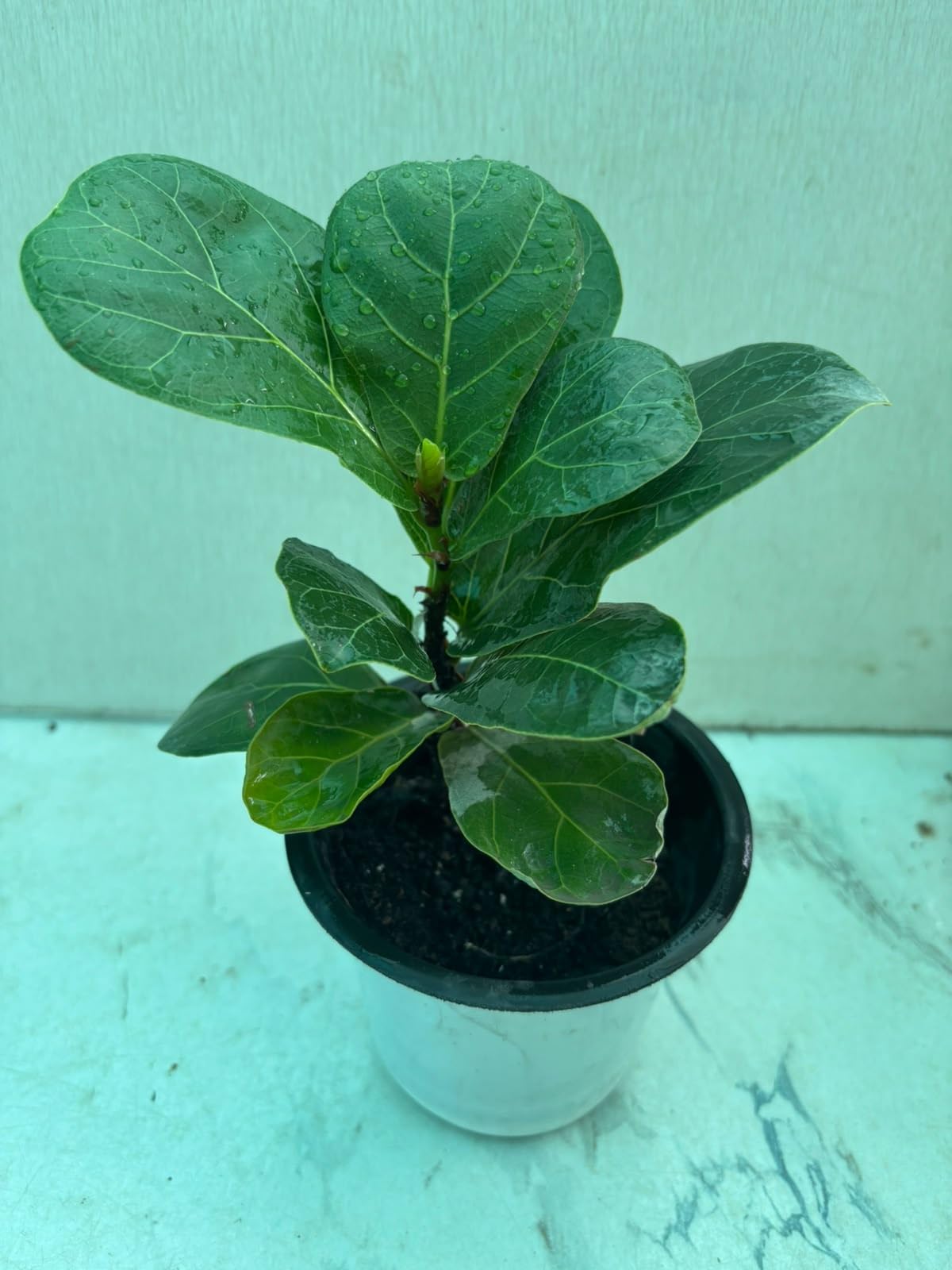 Fiddle Leaf Fig Live Plant with Pot. Indoor plant | •indoor décor • Air purifying plant • Low maintenance • home & office •For room, bedroom & balcony •Healthy live plant-image-3