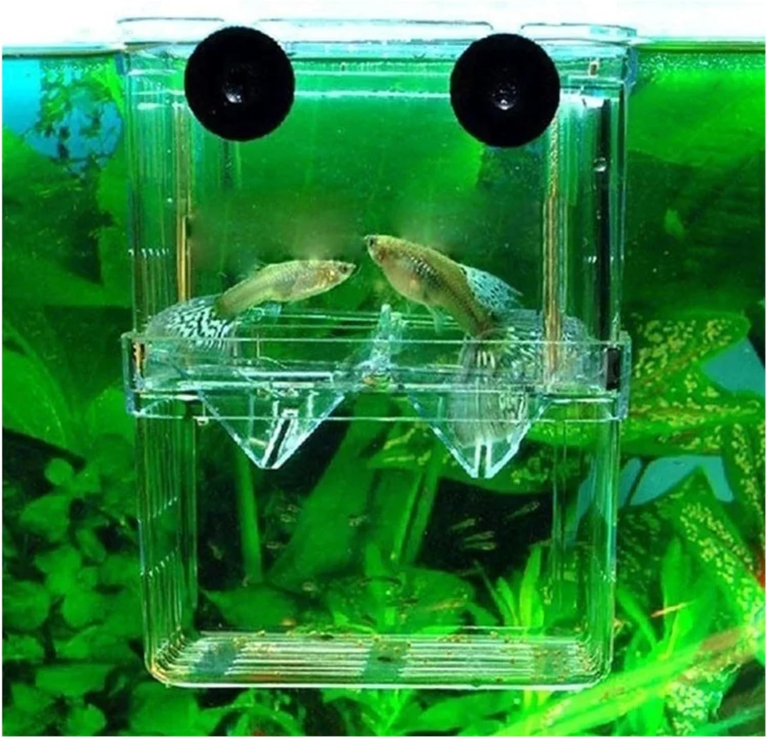 High Definition Multifunctional Fish Breeding Isolation Box - Double Guppy Hatching Incubator for Aquariums(10x13x7cm)