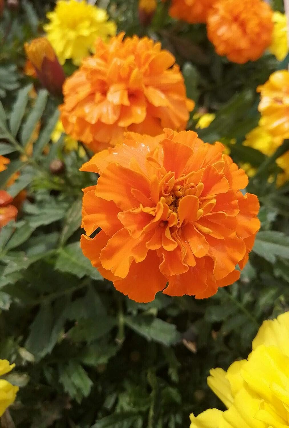 Hundredfold Crackerjack Mix African Marigold 500 Flower Seeds Tagetes