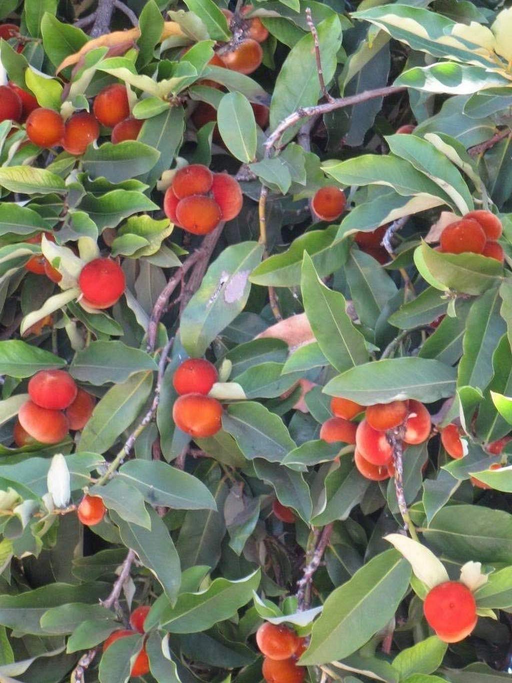 See full amazon price history chart for OhhSome Rare Diospyros Discolor Velvet Apple Mabolo Fruit Tasty Tropical Fruit Live Plant 1 Healthy Live Plant OhhSome Rare Diospyros Discolor Velvet Apple Mabolo Fruit Tasty Tropical Fruit Live Plant 1 Healthy Live Plant (B09N9CBC7L) Amazon Price History, Amazon Price Tracker