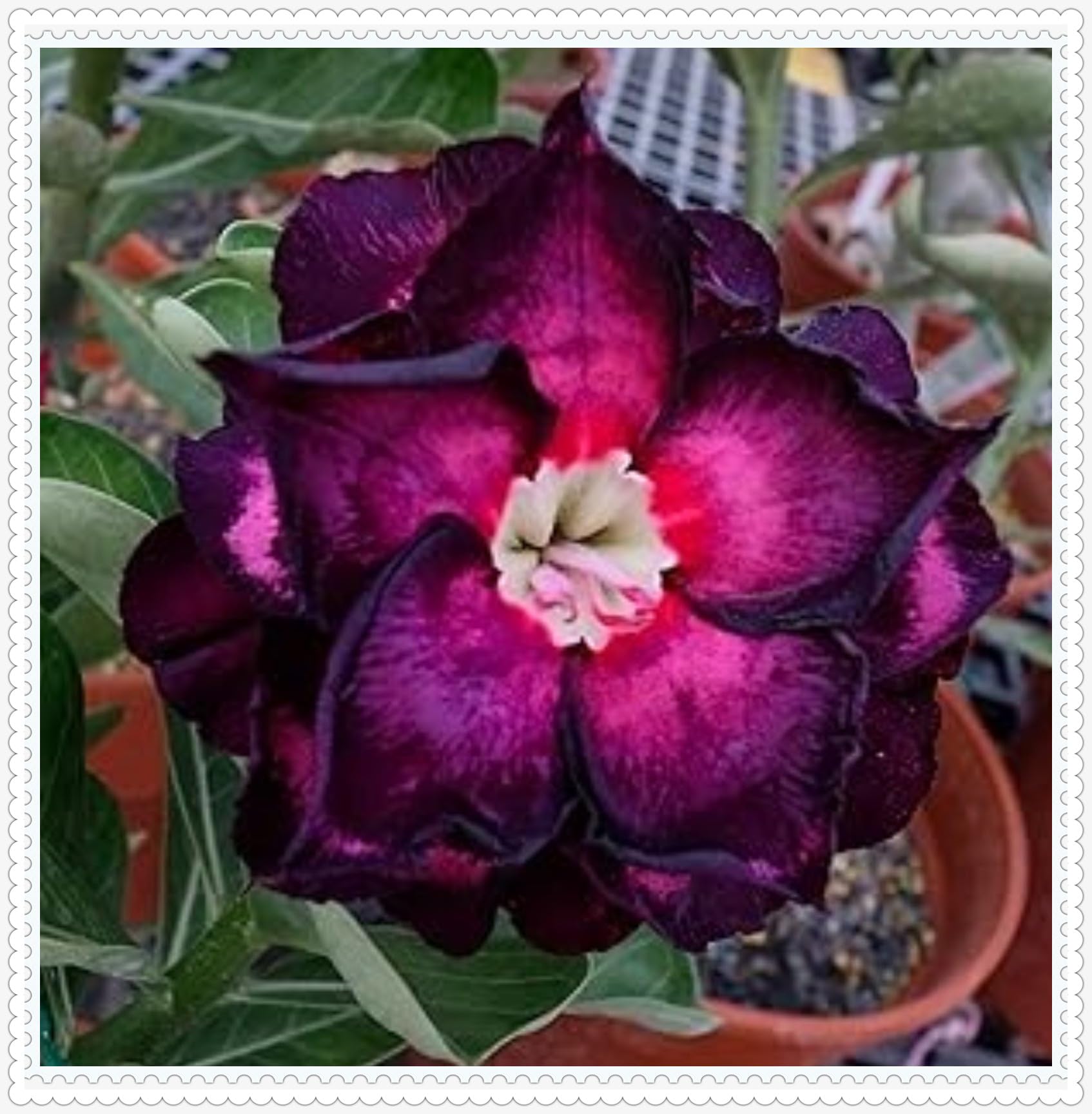 Wonderful Desert Rose Bulbs Mix for Planting Now UK/Natural Organic/Strong Plants That Grow Well/Good for Containers/Greening Flower/Cut Flowers/Wedding Flowers.