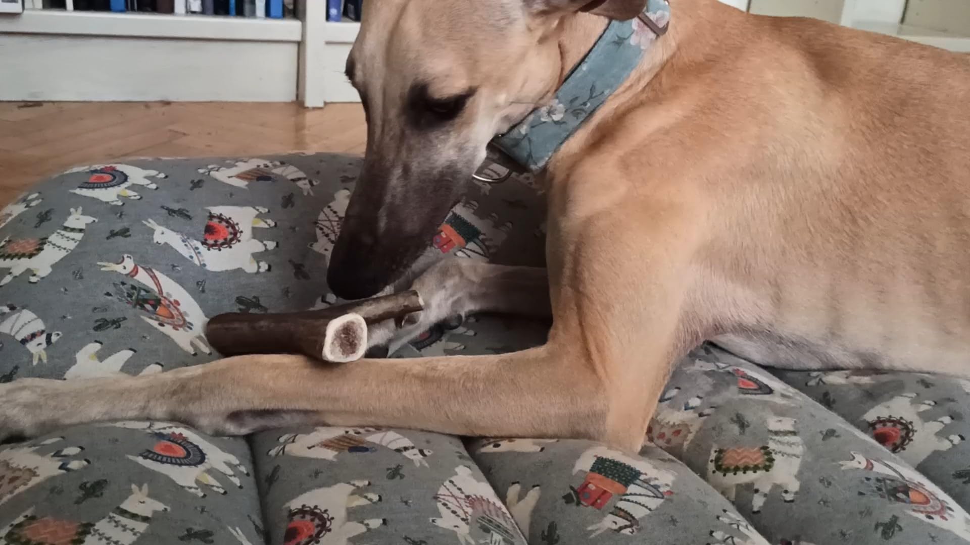 Corno Di Cervo Naturale Per Cani - Osso Da Masticare Indistruttibile, Taglia L Per Cani 20-30kg - Foto 5