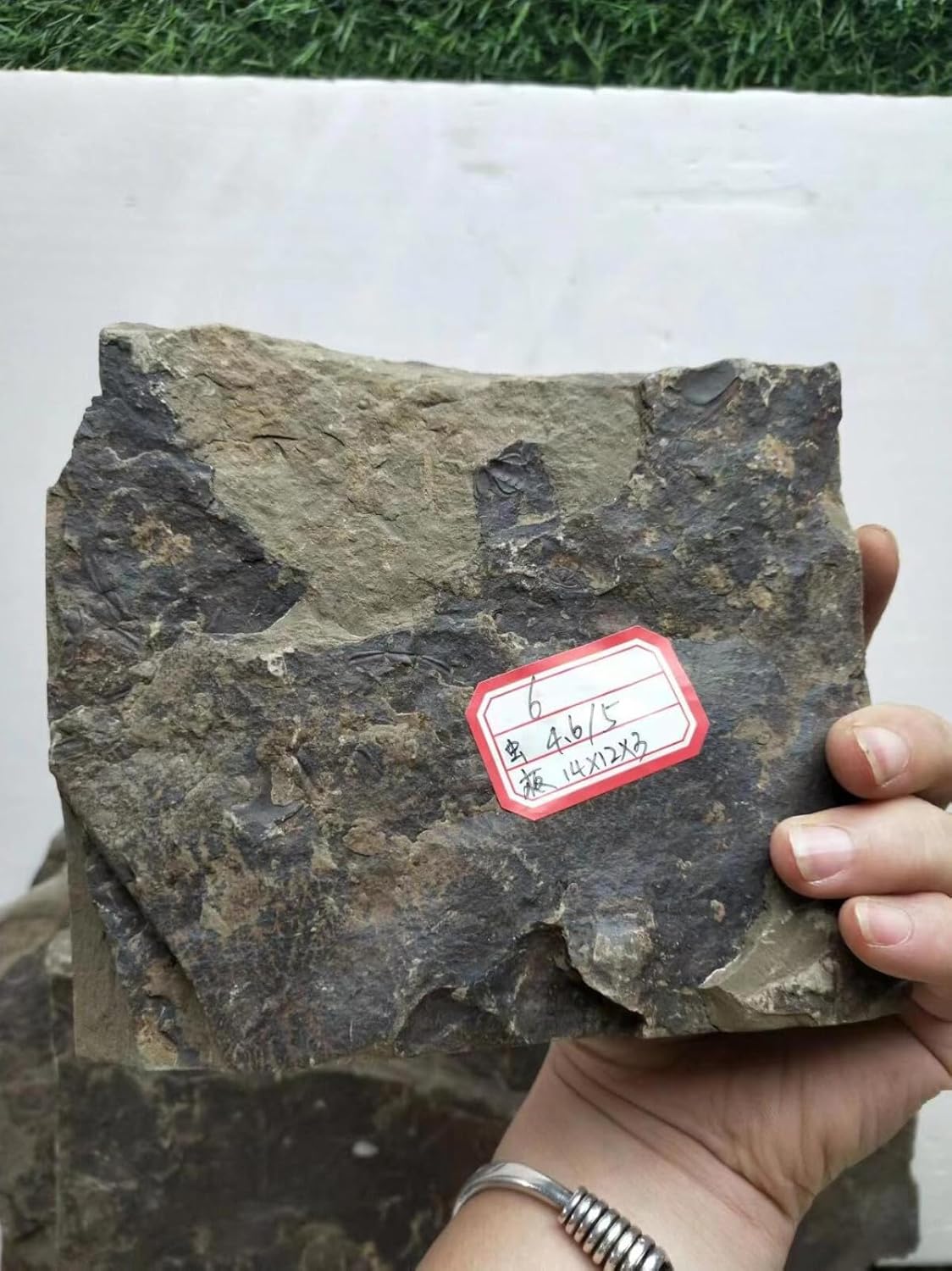 540 Million Year Old Cambrian Trilobite Fossil Changaspis elongata Fossil