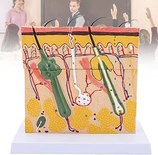 Human Skin Anatomical Model, Human Skin epidermis Dermis Anatomical Structure Model, 70 Times magnified Skin Section Model