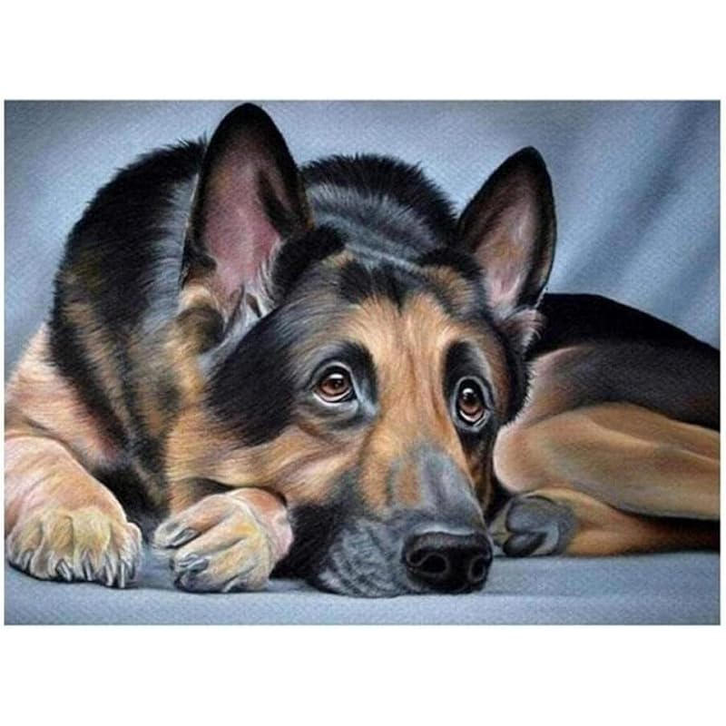 番号キットによるdiy充填オイルキャンバスペイントジャーマンシェパード犬動物番号によるdiy写真家の装飾 Mibhhljb3m Clinicadipierro Com Br