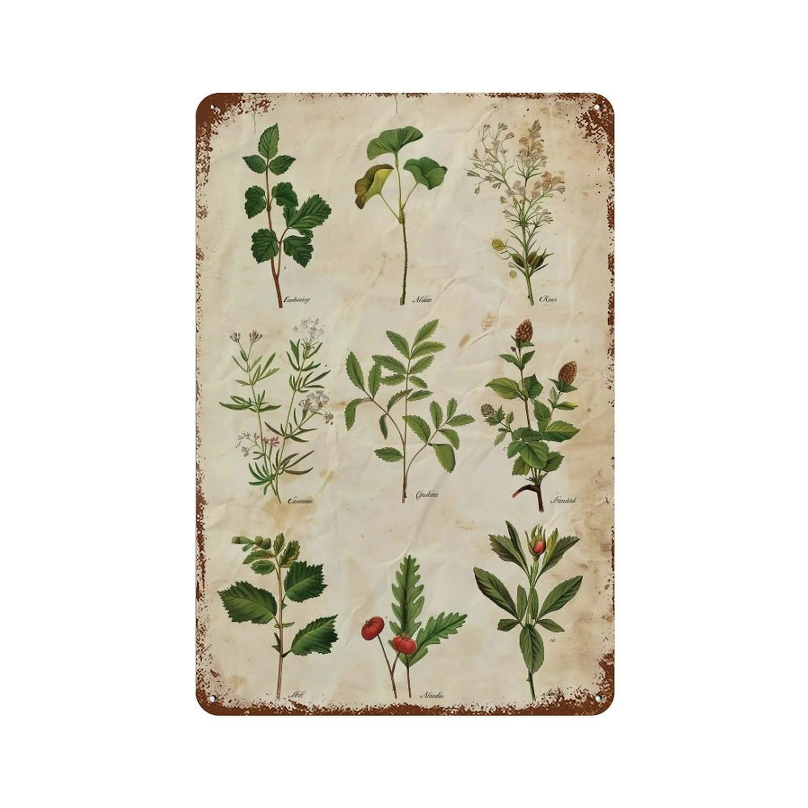 HDURYEYRYY Antique Herbal Botanical Specimen 03 Wall Retro Iron Vintage Art Metal Tin Sign Poster Modern Home Cofffee Club Art Bar Shop Decor 30x20cm