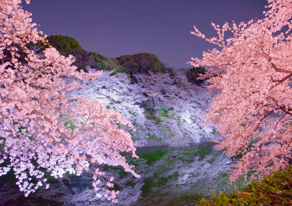 絵画風 壁紙ポスター はがせるシール式 夜桜 さくら 千鳥ヶ淵 八重桜 シダレザクラ サクラ 開花 キャラクロ Fskr 003a2 版 594mm 4mm 建築用壁紙 耐候性塗料 おもちゃ おもちゃ Amazon 絵画風 壁紙ポスター はがせるシール式 夜桜 さくら 千鳥ヶ淵 八重桜 シダレザクラ サクラ 開花 キャラクロ Fskr 003a2 版 594mm 4mm 建築用壁紙 耐候性塗料 おもちゃ おもちゃ Amazon