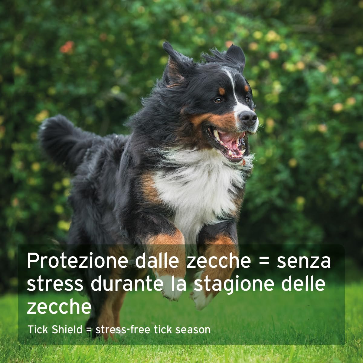 AniForte protezione zecche per cani fino a 10kg 60 capsule - scudo naturale contro zecche e parassiti, protezione antiparassitaria, antiparassitario e repellente zecche