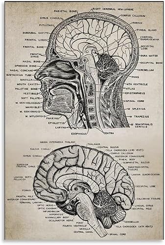 CYPGTBCK Póster vintage de anatomía del cerebro, póster de conocimiento cerebral, pintura decorativa, lienzo, arte de pared, póster de sala de